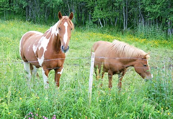 Image showing Gracing horses