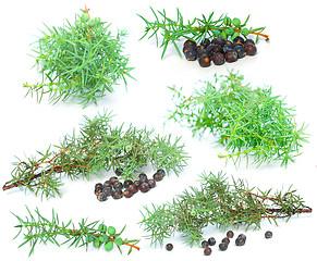 Image showing Juniper berry with green branch isolated on white background - s