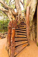 Image showing Stairs to the tree house