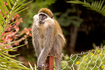 Image showing Small monkey looking up