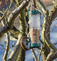 Image showing Female House Sparrow  bird eating from bird feeder