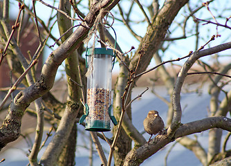 Image showing Female House Sparrow  bird eating from bird feeder