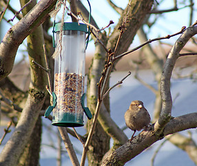 Image showing Female House Sparrow  bird eating from bird feeder