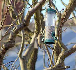 Image showing Female House Sparrow  bird eating from bird feeder