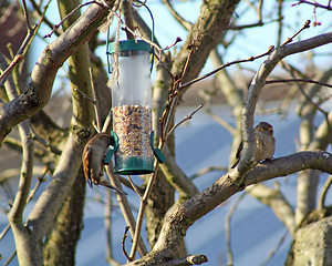 Image showing Female House Sparrow  bird eating from bird feeder