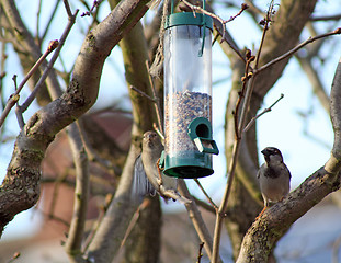 Image showing Female House Sparrow  bird eating from bird feeder