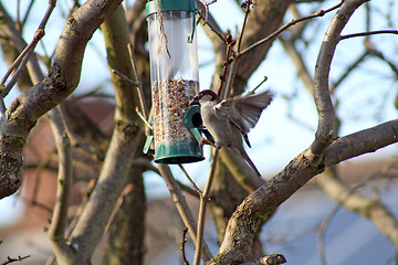 Image showing Female House Sparrow  bird eating from bird feeder