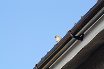 Image showing Female House Sparrow  bird eating from bird feeder