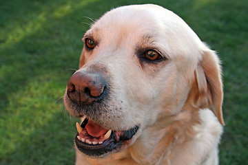 Image showing labrador dog in the garden