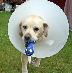 Image showing ill labrador dog in the garden wearing a protective cone