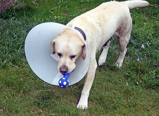 Image showing ill labrador dog in the garden wearing a protective cone