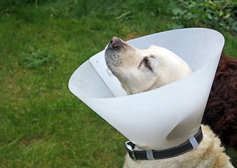 Image showing ill labrador dog in the garden wearing a protective cone