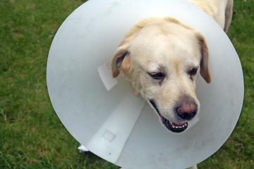 Image showing ill labrador dog in the garden wearing a protective cone