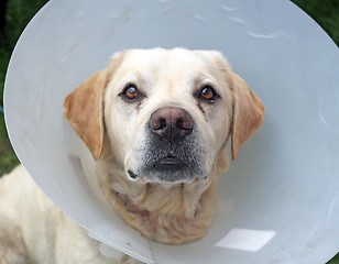 Image showing ill labrador dog in the garden wearing a protective cone