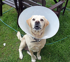 Image showing ill labrador dog in the garden wearing a protective cone