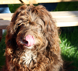 Image showing scruffy brown dog