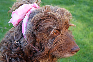 Image showing scruffy brown dog