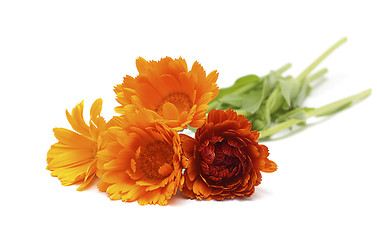 Image showing Calendula flowers isolated on white background