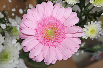 Image showing pink gerbera flower