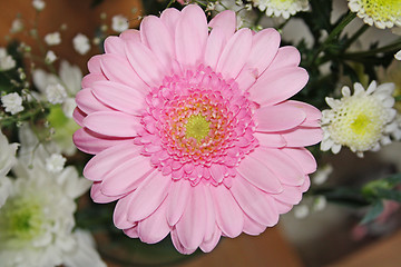 Image showing pink gerbera flower