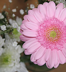 Image showing pink gerbera flower