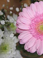 Image showing pink gerbera flower