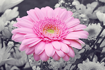 Image showing pink gerbera flower
