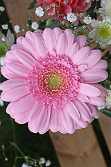 Image showing pink gerbera flower