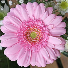 Image showing pink gerbera flower