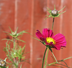 Image showing cosmos flower