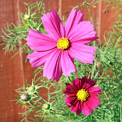 Image showing cosmos flower