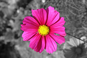 Image showing cosmos flower