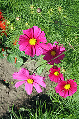 Image showing cosmos flower