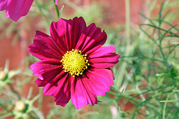 Image showing cosmos flower