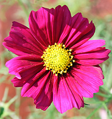 Image showing cosmos flower
