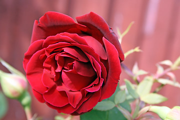 Image showing red rose