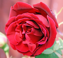 Image showing red rose