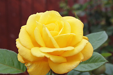 Image showing yellow rose