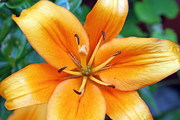 Image showing orange lilly