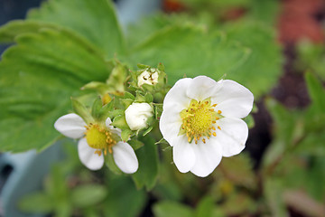 Image showing strawberry flowers