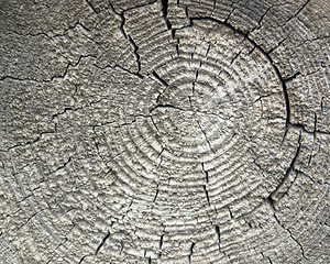 Image showing weathered wood