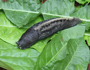 Image showing snail