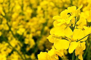 Image showing Rape field