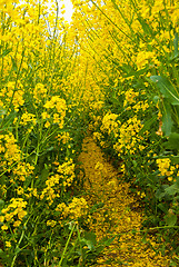 Image showing Rape field