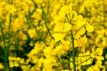 Image showing Rape field