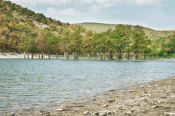 Image showing Marsh cypress on the lake