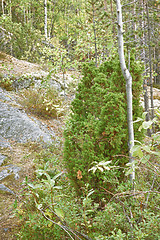 Image showing Juniper grows on rocks