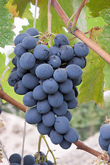 Image showing A bunch of black grapes on the plantation