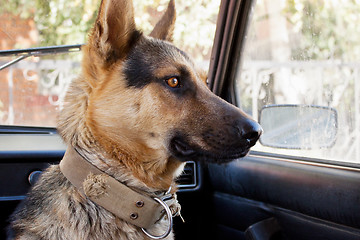 Image showing Dog farmer in the car