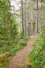 Image showing Tourist paths in taiga forest. Russia 